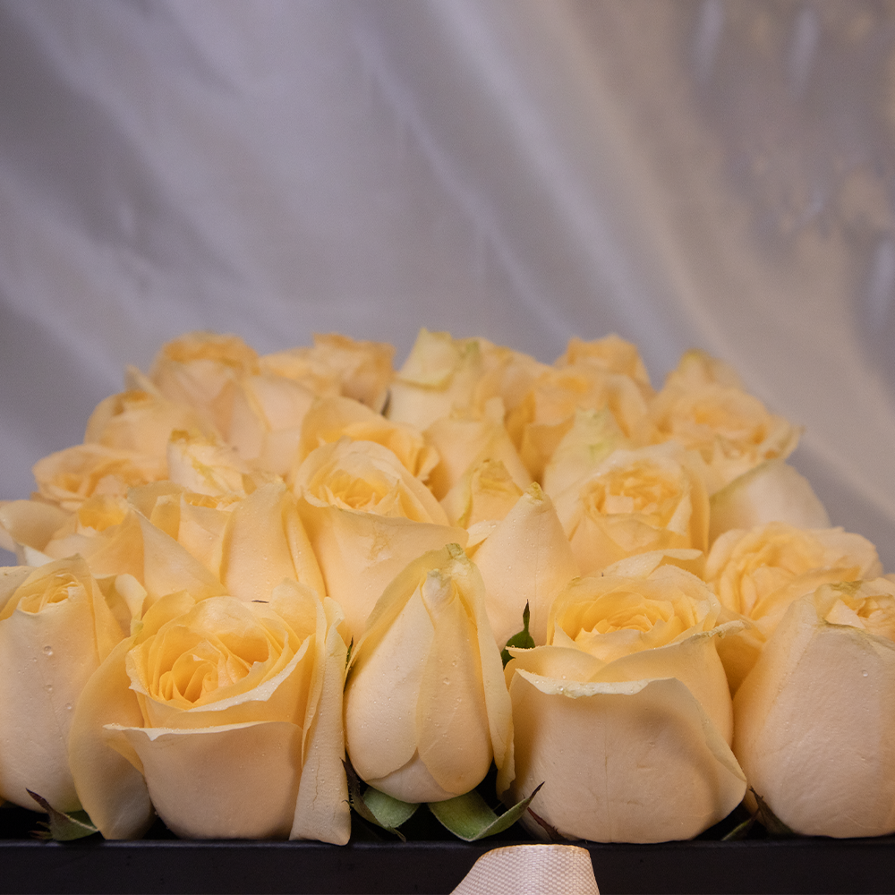Delight - Black Block