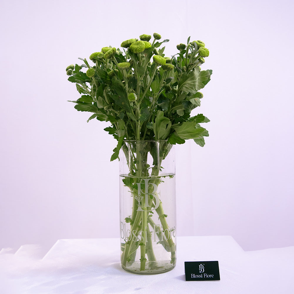 Glass Aura green pom pom chrysanthemums