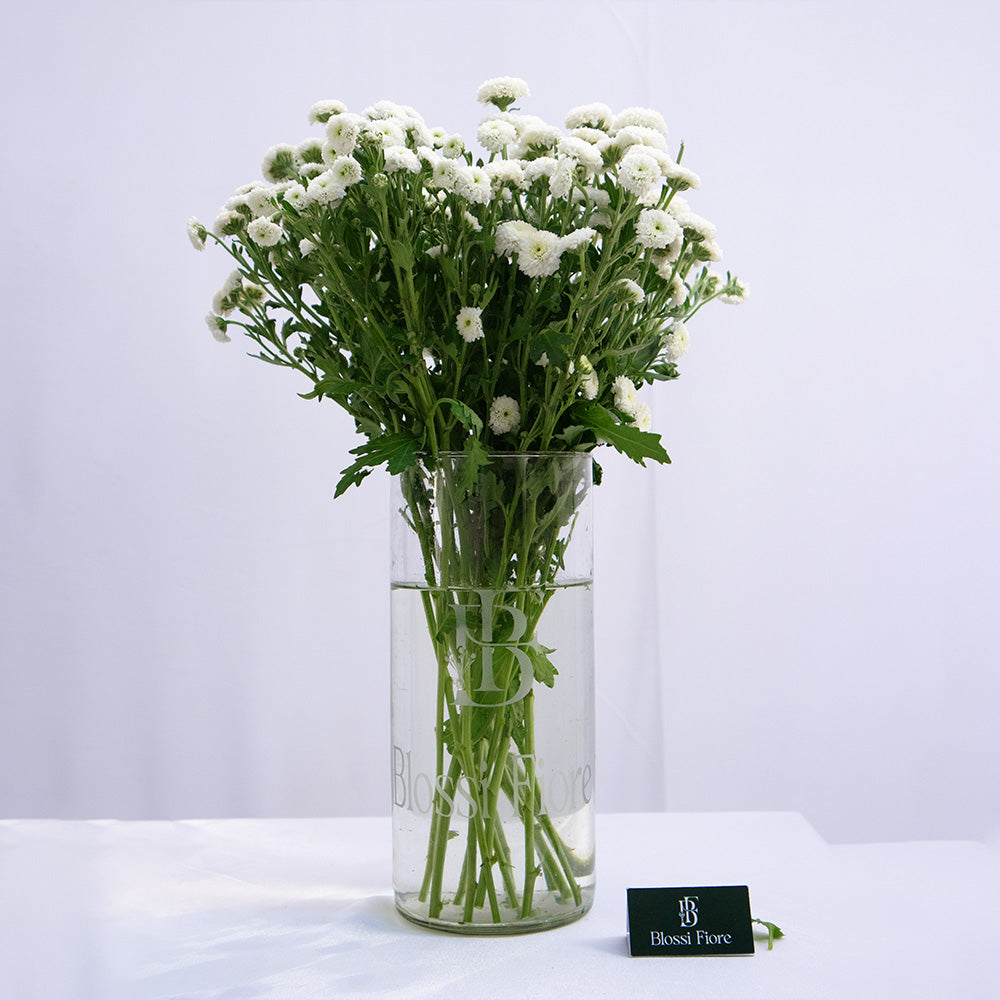 Glass Aura ⁠white pom pom chrysanthemums